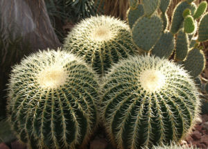 Kaktus Schwiegermuttersessel gruen Stacheln Echinocactus grusonii 04