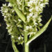 Zurück zum kompletten Bilderset Kalifornischer Germer Blüten weiß Veratrum californicum