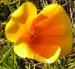 Zurück zum kompletten Bilderset Kalifornischer Mohn Blüte orange Eschscholtzia california