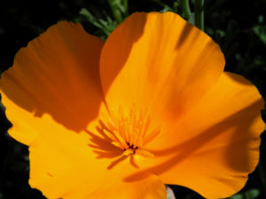 Kalifornischer Mohn Bluete orange Goldmohn Eschscholzia californica 02