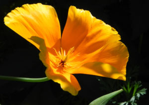 Kalifornischer Mohn Bluete orange Goldmohn Eschscholzia californica 14