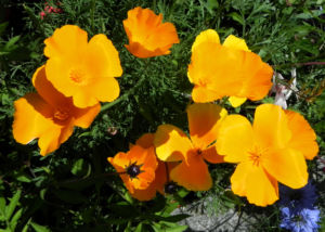 Kalifornischer Mohn Bluete orange Goldmohn Eschscholzia californica 15