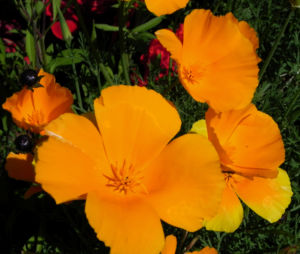 Kalifornischer Mohn Bluete orange Goldmohn Eschscholzia californica 16