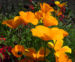 Zurück zum kompletten Bilderset Kalifornischer Mohn Blüte orange Goldmohn Eschscholzia californica