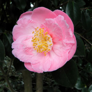 Kamelie Bluete pink Camellia japonica 06