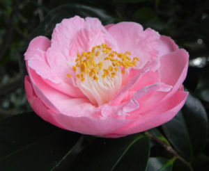 Kamelie Bluete pink Camellia japonica 07