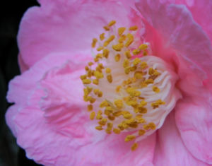 Kamelie Bluete pink Camellia japonica 09