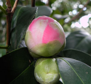 Kamelie Bluete pink Camellia japonica 10