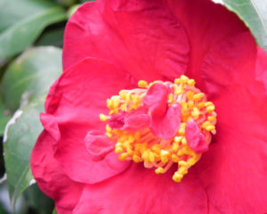 Kamelie Bluete pink Camellia japonica 12