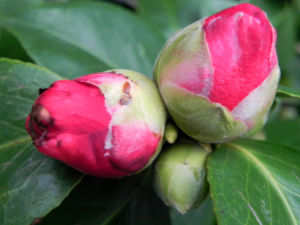 Kamelie Bluete pink Camellia japonica 13
