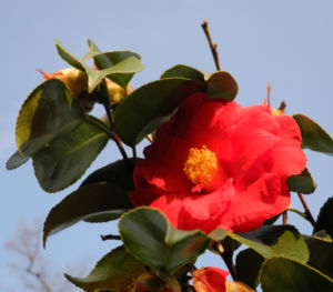 Kamelie Bluete rot Camellia japonica 04