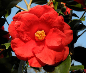 Kamelie Bluete rot Camellia japonica 05