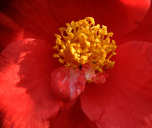 Kamelie Bluete rot Camellia japonica 07