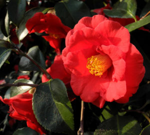 Kamelie Bluete rot Camellia japonica 09