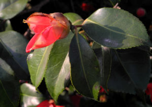 Kamelie Bluete rot Camellia japonica 14