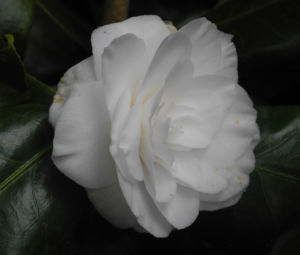 Kamelie Bluete weiss Camellia japonica 03