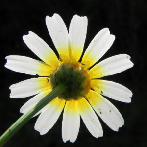 Kamille Bluete gelb weiss Hymenostemma pseudanthemis 05