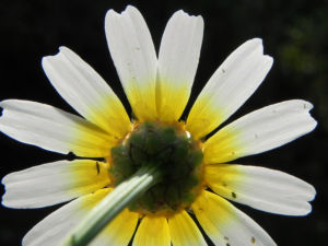 Kamille Bluete gelb weiss Hymenostemma pseudanthemis 06
