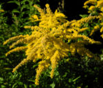 Bild:  Kanadische Goldrute Blüte gelb Solidago canadensis