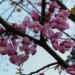 Zurück zum kompletten Bilderset Kanadischer Judasbaum Blüte rose Cercis canadensis