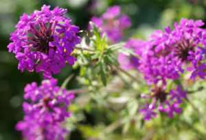 Kanadisches Eisenkraut Bluete lila Verbena canadensis 02