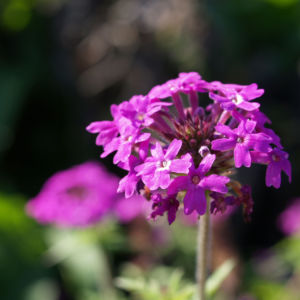 Kanadisches Eisenkraut Bluete lila Verbena canadensis 03