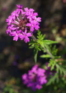 Kanadisches Eisenkraut Bluete lila Verbena canadensis 05