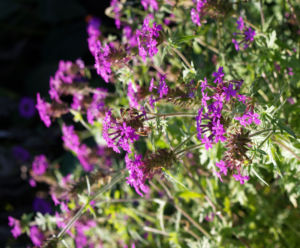 Kanadisches Eisenkraut Bluete lila Verbena canadensis 09