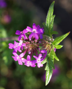 Kanadisches Eisenkraut Bluete lila Verbena canadensis 10