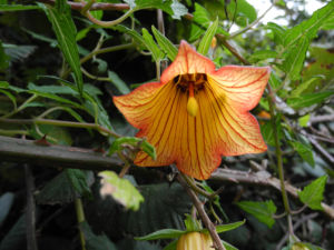 Kanaren Glockenblume Bluete orange Canarina canariensis 01