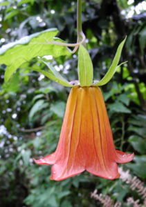 Kanaren Glockenblume Bluete orange Canarina canariensis 24