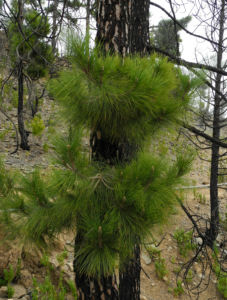 Kanarische Kiefer Stamm Rinde Pinus canariensis 10