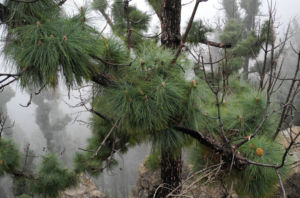 Kanarische Kiefer Stamm Rinde Pinus canariensis 11