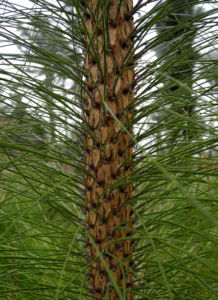 Kanarische Kiefer Stamm Rinde Pinus canariensis 12
