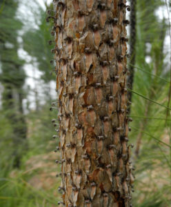Kanarische Kiefer Stamm Rinde Pinus canariensis 13