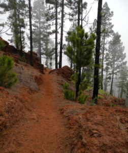 Kanarische Kiefer Stamm Rinde Pinus canariensis 15