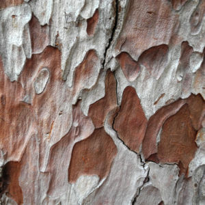 Kanarische Kiefer Stamm Rinde Pinus canariensis 16