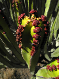 Kanarische Wolfsmilch Bluete rot Euphorbia canariensis 08