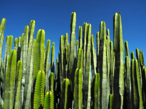 Kanarische Wolfsmilch Staengel gruen Euphorbia canariensis 01