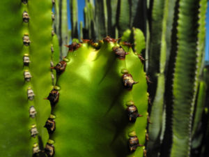 Kanarische Wolfsmilch Staengel gruen Euphorbia canariensis 05