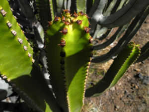 Kanarische Wolfsmilch Staengel gruen Euphorbia canariensis 06