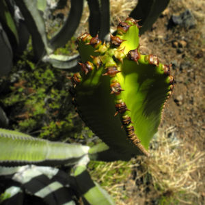 Kanarische Wolfsmilch Staengel gruen Euphorbia canariensis 07