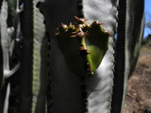 Kanarische Wolfsmilch Staengel gruen Euphorbia canariensis 09