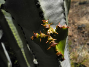 Kanarische Wolfsmilch Staengel gruen Euphorbia canariensis 10