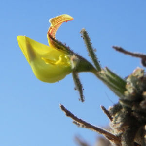 Kanarischer Druesenginster Bluete gelb Adenocarpus foliolosus 14