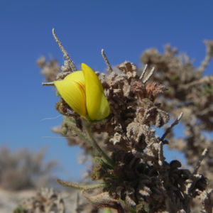 Kanarischer Druesenginster Bluete gelb Adenocarpus foliolosus 16