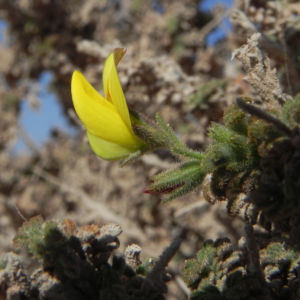 Kanarischer Druesenginster Bluete gelb Adenocarpus foliolosus 17