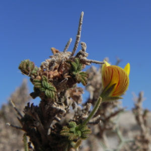 Kanarischer Druesenginster Bluete gelb Adenocarpus foliolosus 18