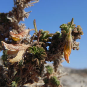 Kanarischer Druesenginster Bluete gelb Adenocarpus foliolosus 20