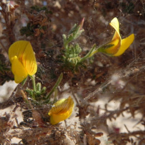 Kanarischer Druesenginster Bluete gelb Adenocarpus foliolosus 21